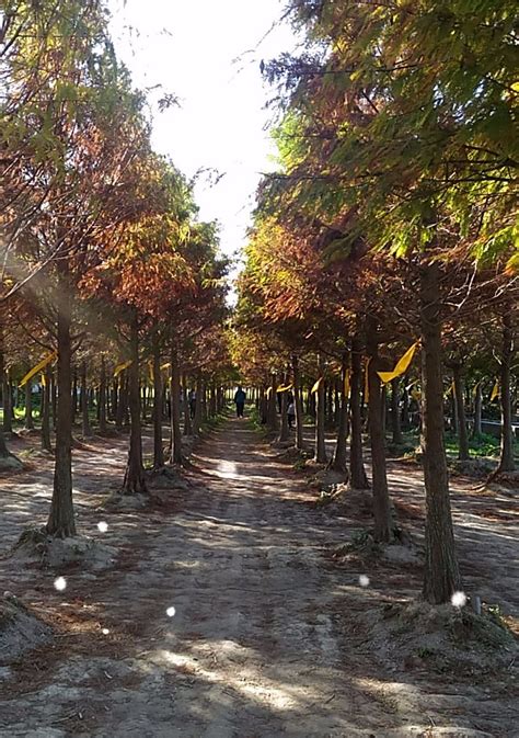 CHUNGBUK FALL PINE (Taichung) .